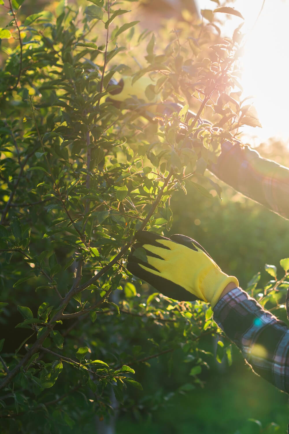 Servicios de jardinería